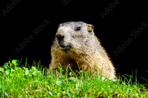 Marmot head close-up with black background photo