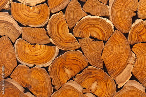 Cross-section teak wood. photo