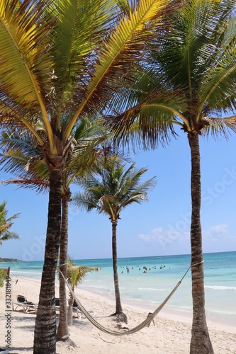 Beach palms