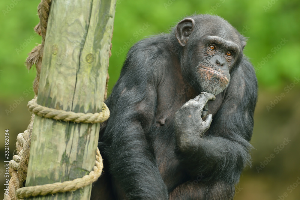 Captive chimpanzee with curious expression (Pan trodglodytes) portrait Captive chimpanzee with curious expression (Pan trodglodytes) portrait