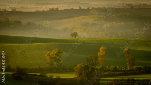 Beautiful Moravian fields with avenues of trees shrouded in morning fog