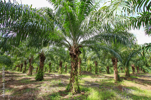 Palm oil tree in palm plantation.