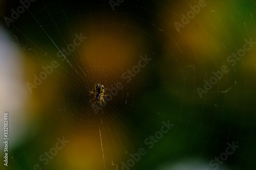 A spider in the center of its web.