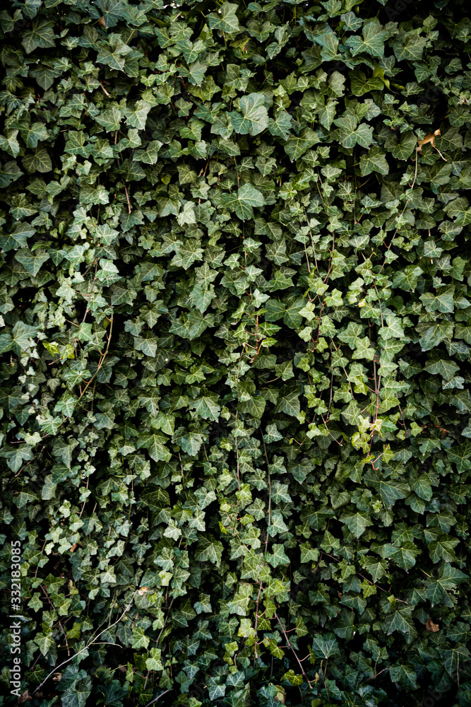 Green wall with leaves, ecological background, wallpaper. Green wall with leaves, ecological background, wallpaper.