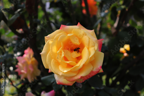 yellow rose in the garden