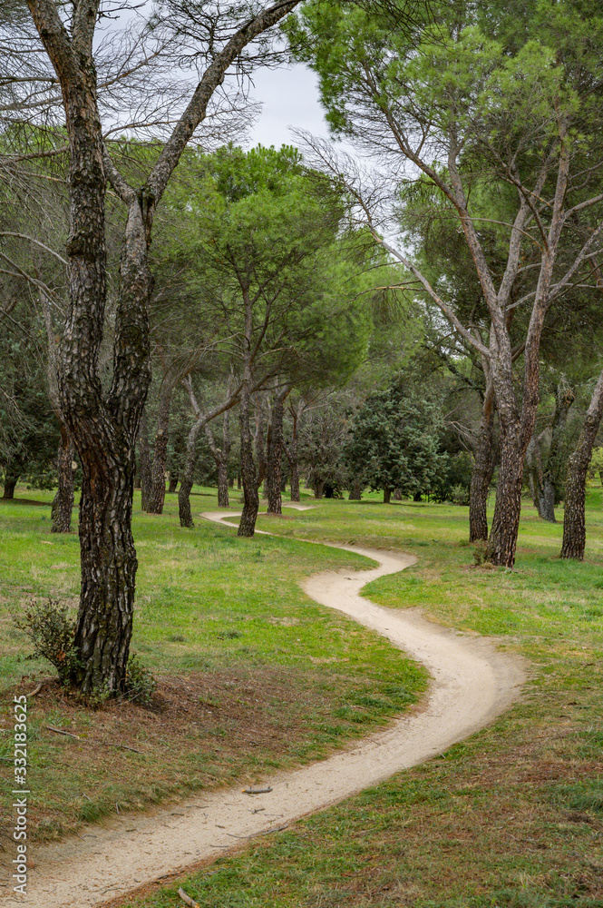 Curved path surrounded by trees