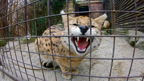 Angry serval (Leptailurus Serval) scaring off visitors in zoo photo