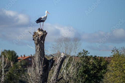 Storks on a tree looking at the horizon
