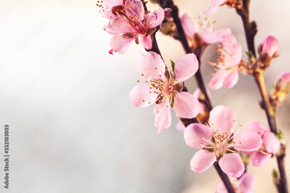 Obraz Kwitnąca wiśnia