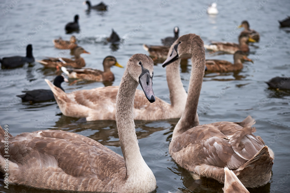 Obraz premium White swan chicks