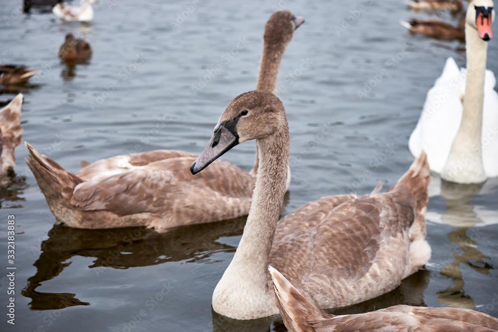 White swan chicks White swan chicks