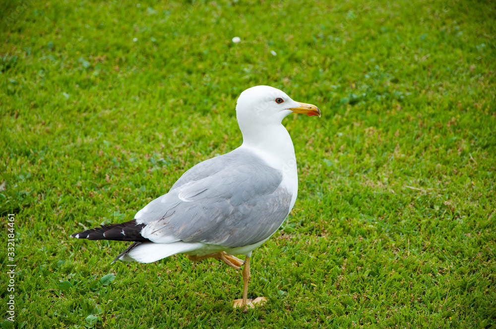 Seagull in the UK on grass to entice worms to the surface for food. gull walk in italy park. beautiful and funny seagull on green grass. seagulls on green grass Seagull in the UK on grass to entice worms to the surface for food. gull walk in italy park. beautiful and funny seagull on green grass. seagulls on green grass