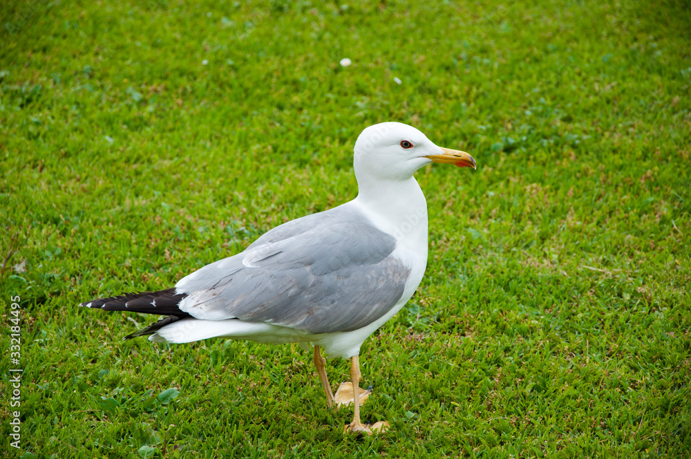 Wild seagull with natural green background. gull walk in italy park. beautiful and funny seagull on green grass. bird bonapartes gull on the grass outdoor Wild seagull with natural green background. gull walk in italy park. beautiful and funny seagull on green grass. bird bonapartes gull on the grass outdoor