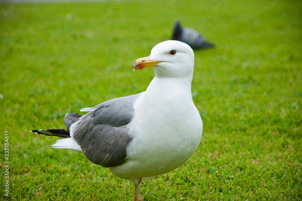 gull walk in italy park. beautiful and funny seagull on green grass. The common gull. Sea gull on the grass. Seagull walks on green grass gull walk in italy park. beautiful and funny seagull on green grass. The common gull. Sea gull on the grass. Seagull walks on green grass