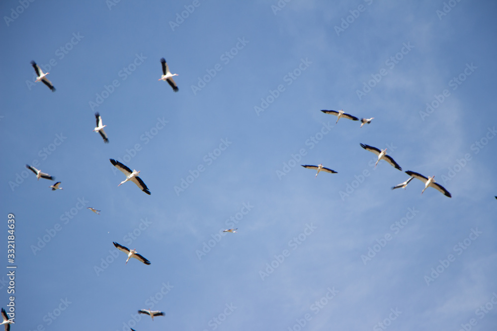 Many storks in a blue sky