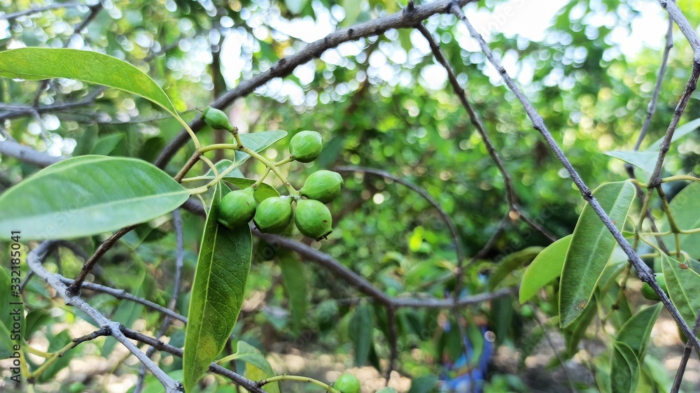 Fototapeta premium Five Sandalwood Santalum Album Fruit and Leaves Early Summer Selectively Center Focused