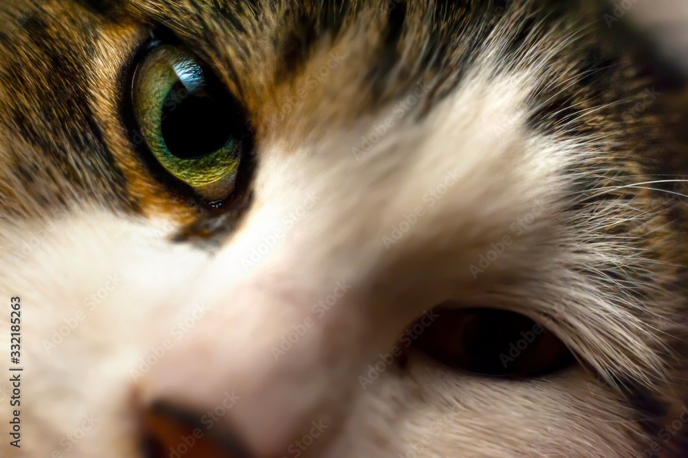 Cat's green eye, close-up, selective focus