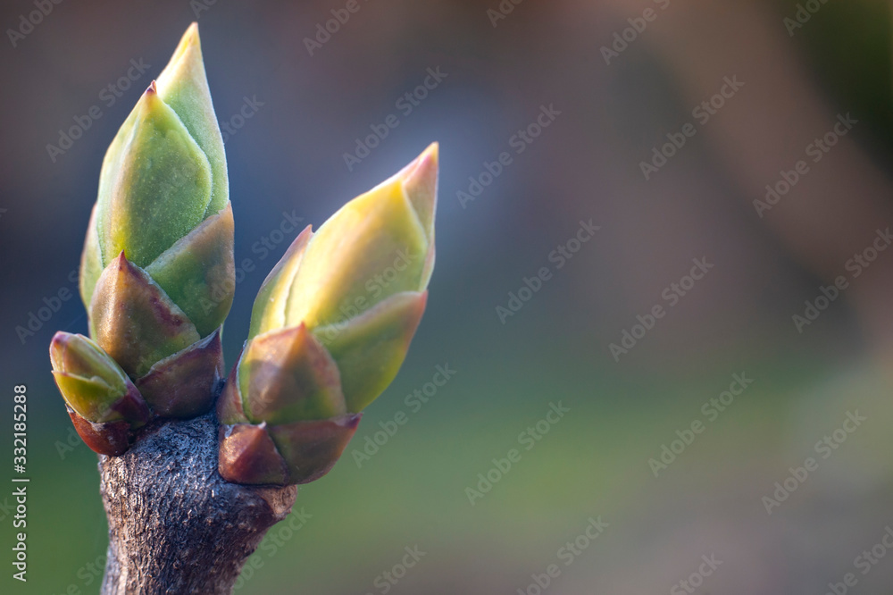 Macro of fresh young plant buds on colordul unclear natural background Macro of fresh young plant buds on colordul unclear natural background