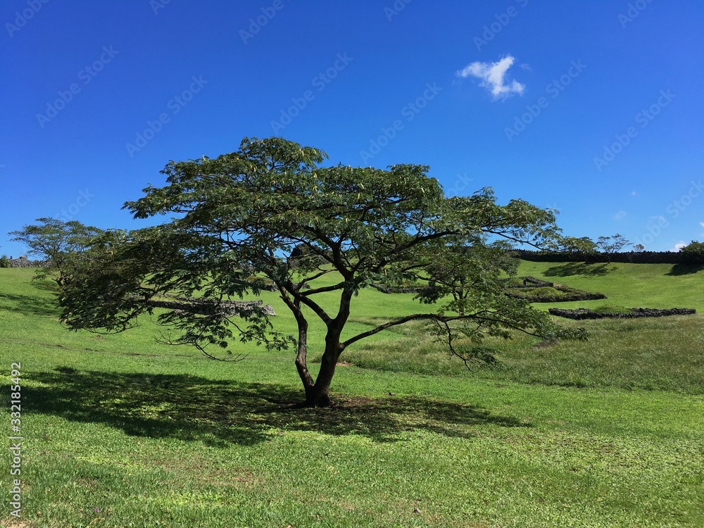 Obraz premium Korea Jeju Island Park Landscape with sunshine forest nature blue sky cloud green plants tree and road