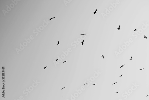 Bandada de pájaros volando sobre cielo despejado en blanco y negro