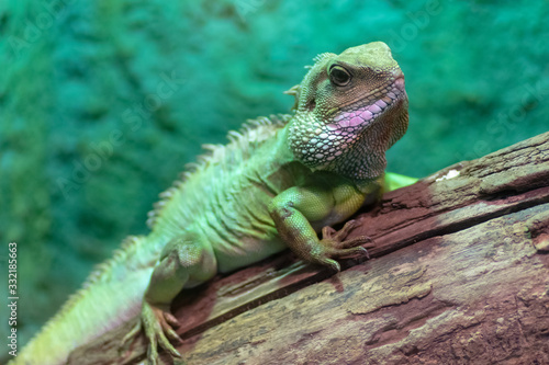 Wroclaw, Poland 21 January 2020.Animals in the Wroclaw Africarium