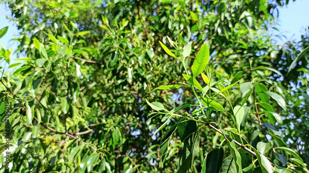 Whole Sandalwood Plant Upper part Showing fruits leaves branches and stems full view shot Whole Sandalwood Plant Upper part Showing fruits leaves branches and stems full view shot