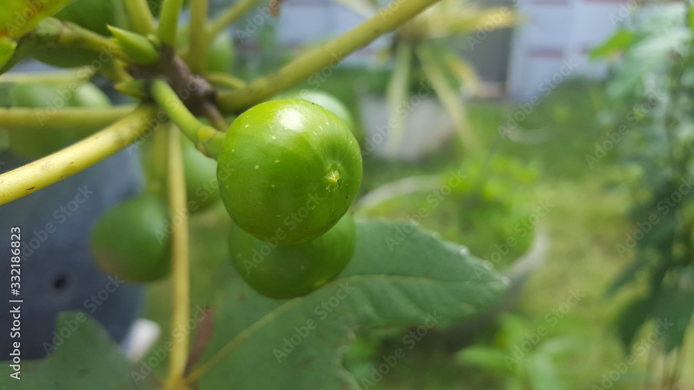 Branch of a fig tree (Ficus carica) with leaves and fruits in various stages of ripening Branch of a fig tree (Ficus carica) with leaves and fruits in various stages of ripening