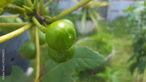 Wallpaper Mural Branch of a fig tree (Ficus carica) with leaves and fruits in various stages of ripening Torontodigital.ca