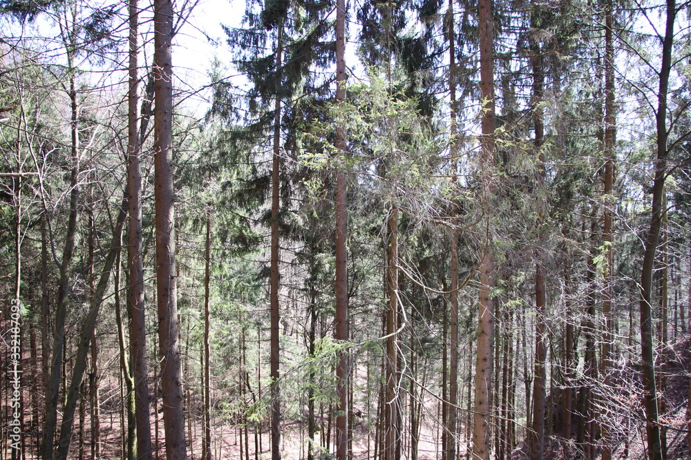 Fototapeta premium Oberfränkischer Wald im Frühling