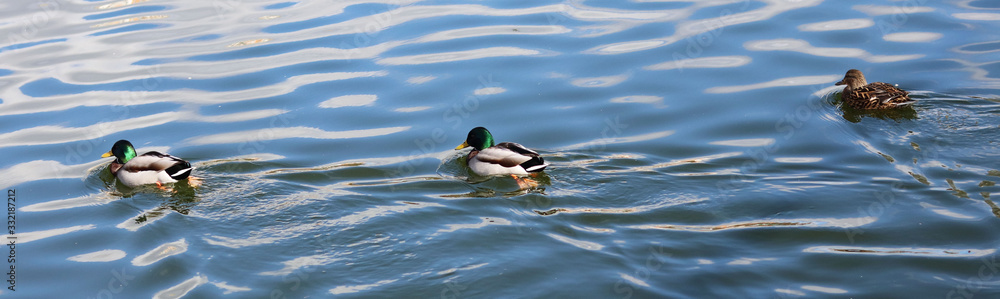 ducks on pond water in spring park ducks on pond water in spring park