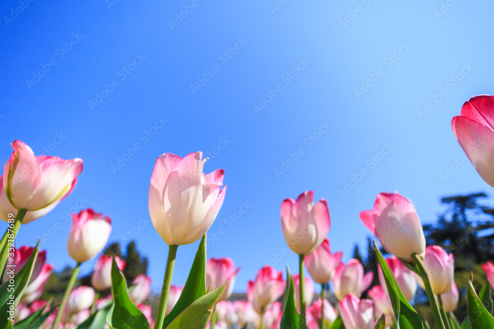 pink tulips in a flower garden on a sunny day against a blue sky.