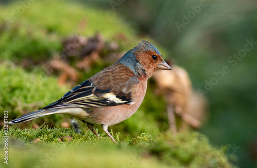 Common Chaffinch sitting on the ground