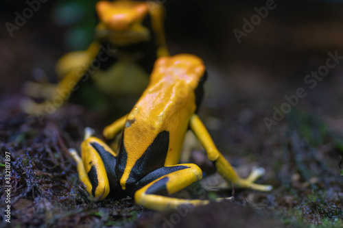 Wroclaw, Poland 21 January 2020.Animals in the Wroclaw Africarium