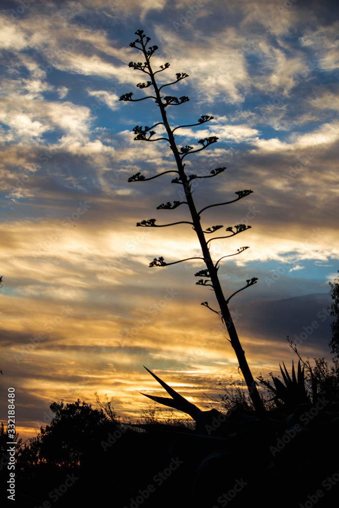 A tree silhouette.