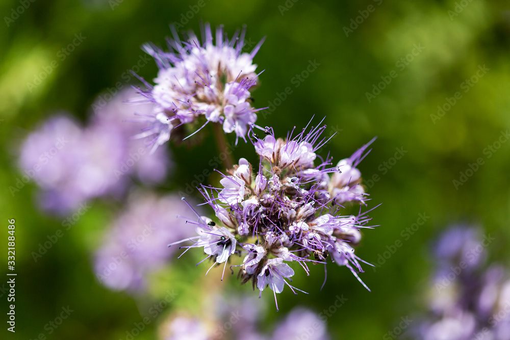 Blühende Phacelia mit Biene Blühende Phacelia mit Biene