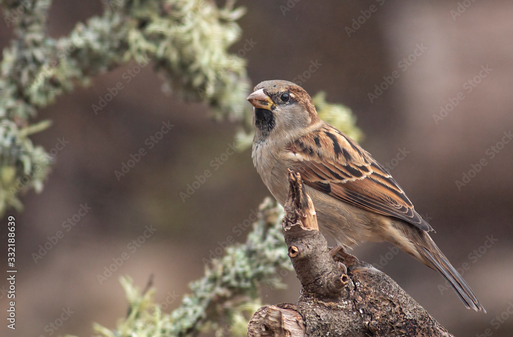 Fototapeta premium House sparrow in the backyard