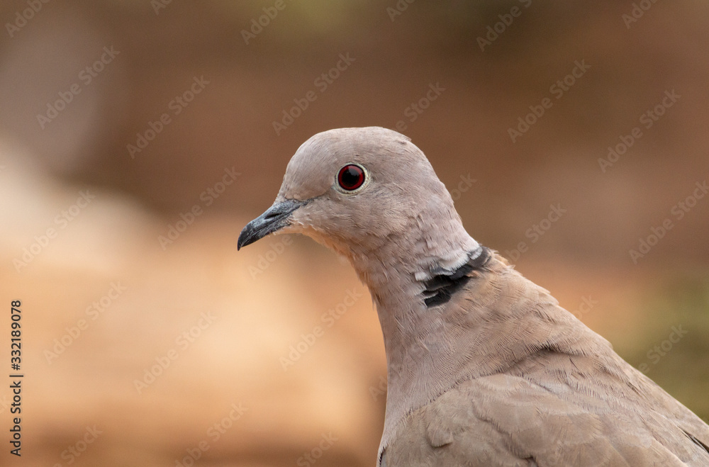 Collared Dove sitting on branch in backyard Collared Dove sitting on branch in backyard
