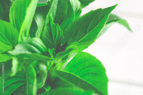 Fresh green basil in a white marble mortar on the table