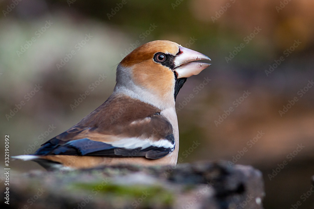 Fototapeta premium Hawfinch bird drink water