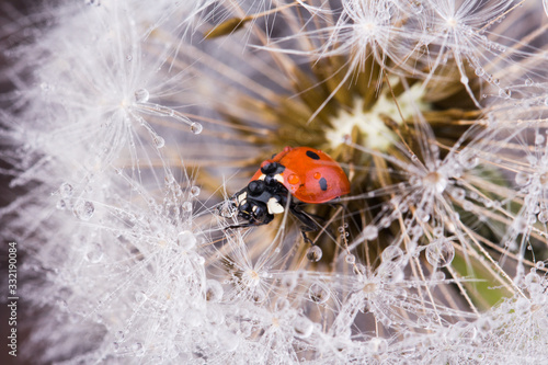 Closeup of ladybug sitting on dandelion seeds. © oxxyzay