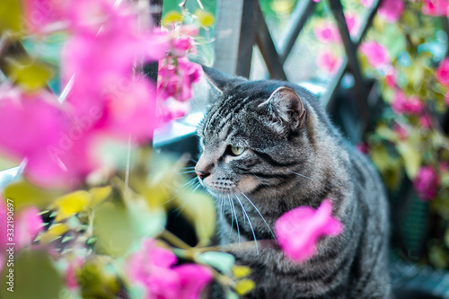 black tabby cat surrounded by flowers lurking to attack