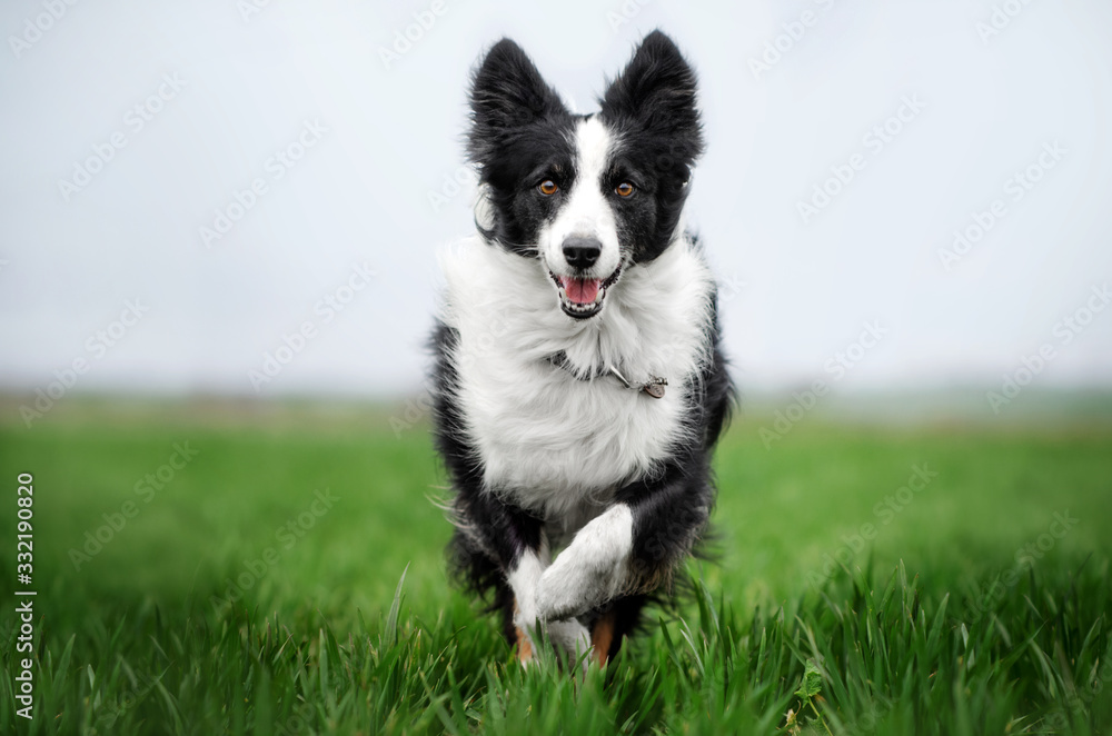 border collie dog funny spring walk on green meadows blue sky beautiful nature dog runs