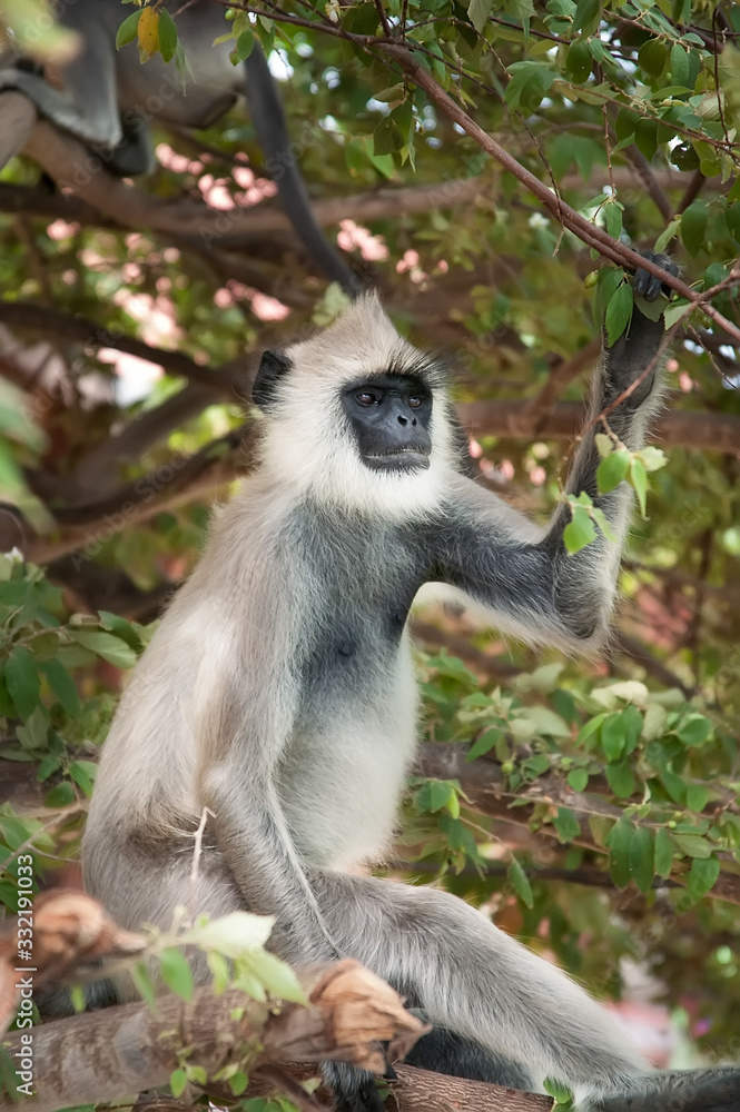The female grey Langur sits on a tree carefully observing the situation.