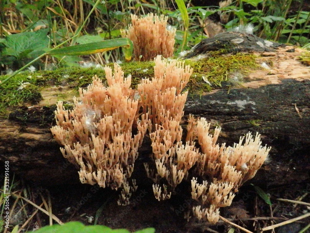 Fungus fungus everywhere Fungus fungus everywhere