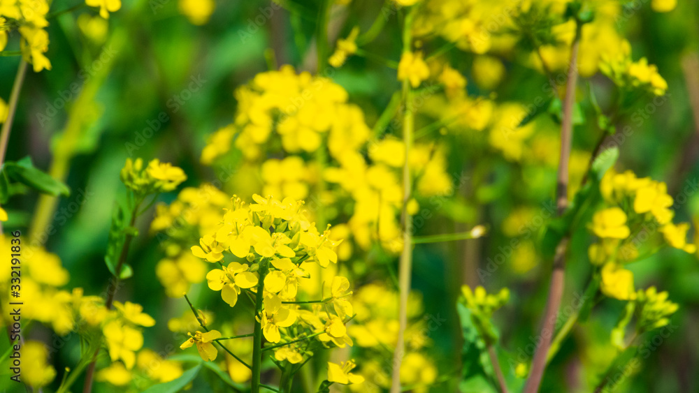 菜の花 菜の花