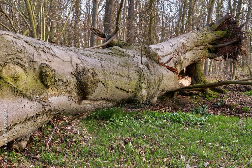 Large beech tree fallen victim to the storm.The trunk was rotten Large beech tree fallen victim to the storm.The trunk was rotten