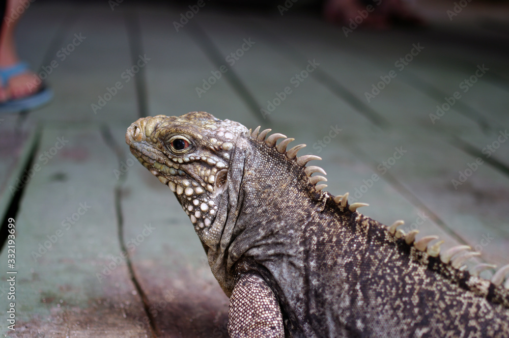 Fototapeta premium Portrait d'un iguane