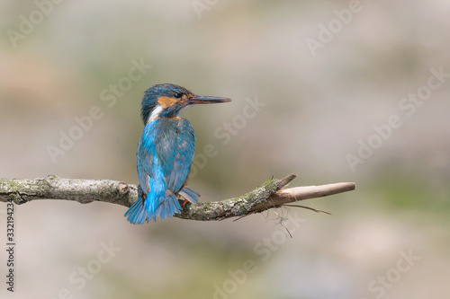 Portrait of Kingfisher female on branch (Alcedo atthis)