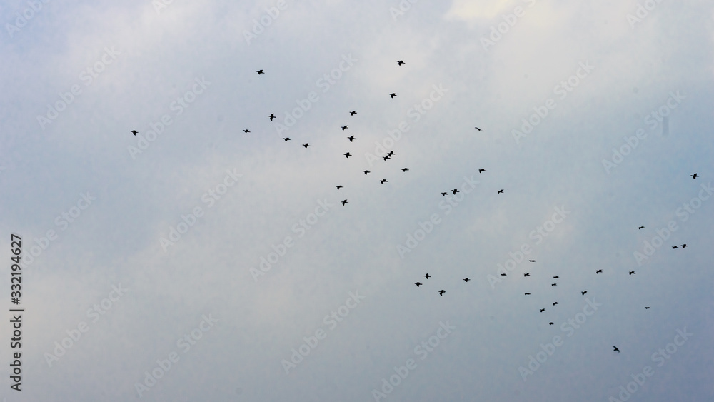 Flock of tropical migratory birds flying in the sky in a messy formation. Animal migration. Abstract natural pattern background. Silhouette. Photography in evening time sunset sunlight. Flock of tropical migratory birds flying in the sky in a messy formation. Animal migration. Abstract natural pattern background. Silhouette. Photography in evening time sunset sunlight.
