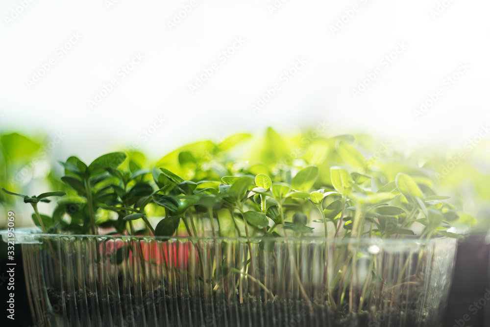 Spring gardening. sprouts seed cress lettuce. Micro greens on the window Spring gardening. sprouts seed cress lettuce. Micro greens on the window